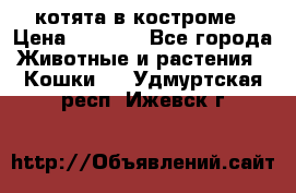 котята в костроме › Цена ­ 2 000 - Все города Животные и растения » Кошки   . Удмуртская респ.,Ижевск г.